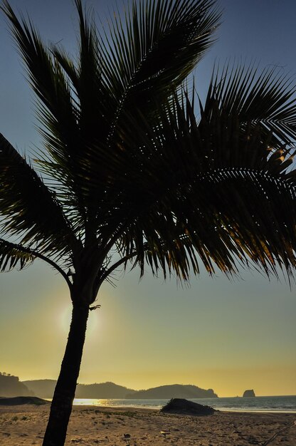 Palm Trees on the beach