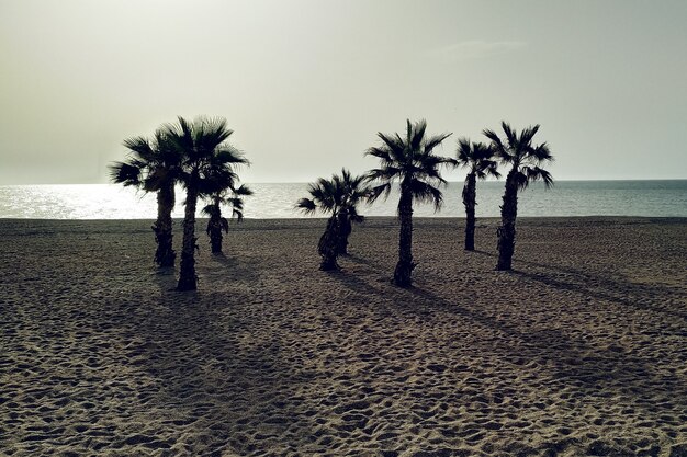 palm trees at beach