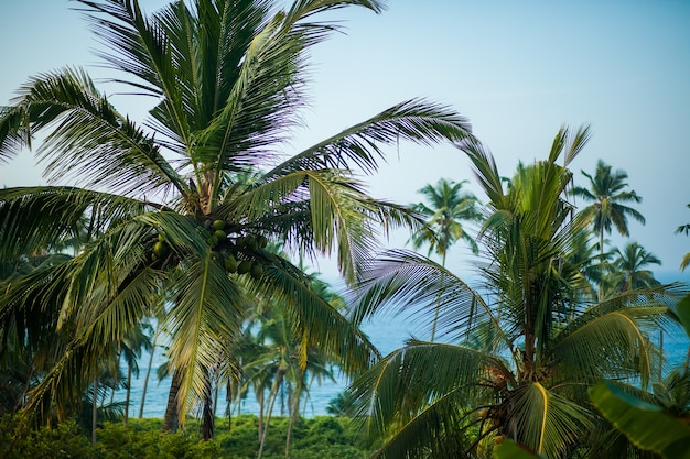 Palm trees on the beach