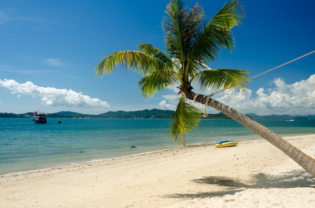 Palm trees and beach