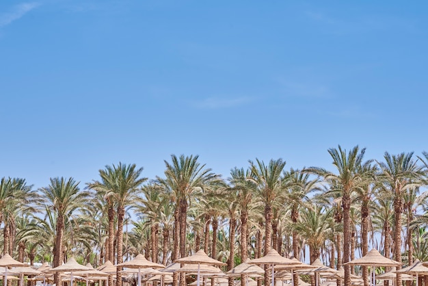 Palm trees on a beach