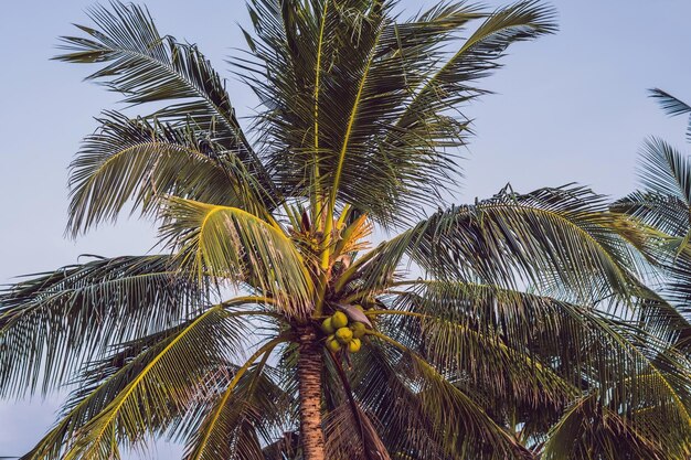 Palm trees on the beautiful sunset background