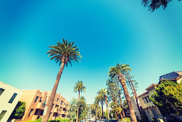 Palm trees in Beverly Hills California