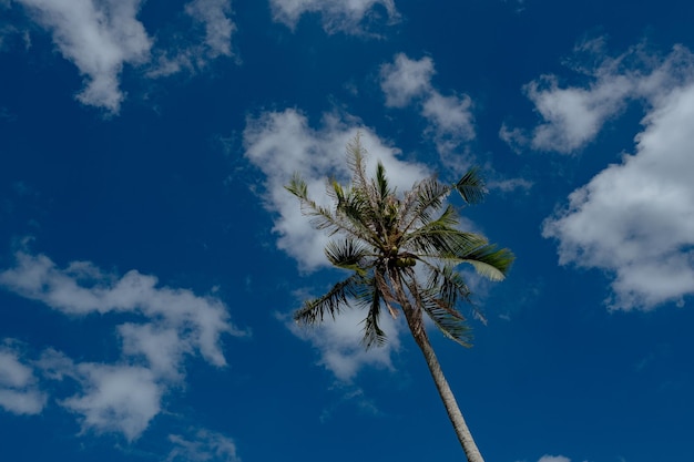 Palm trees on blue sky background vintage look style