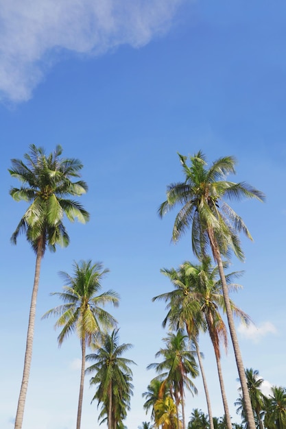 palm trees on blue sky,copy space.