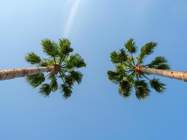 Palm trees under the blue sky stock photo