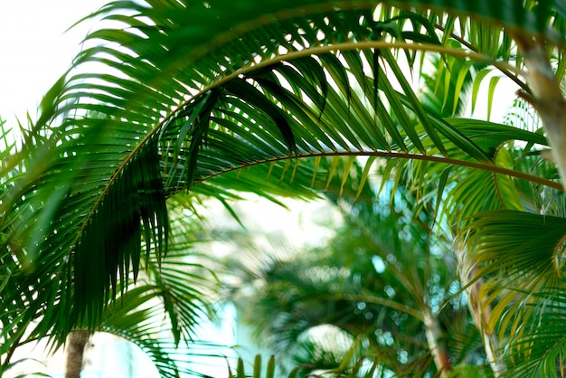 Palm trees over blue sky. Tropical jungle view