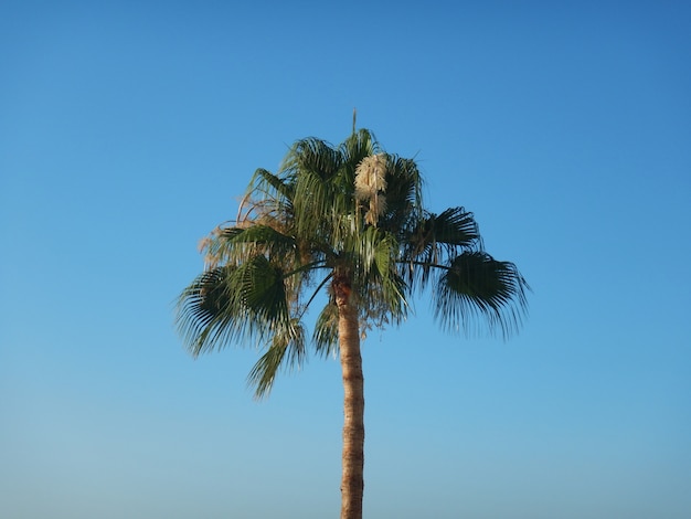 Photo palm trees on blue skyin summer