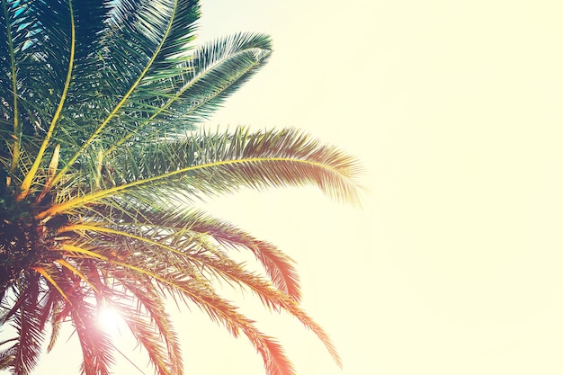 Palm trees branches against sky Nature landscape at sea ocean coast