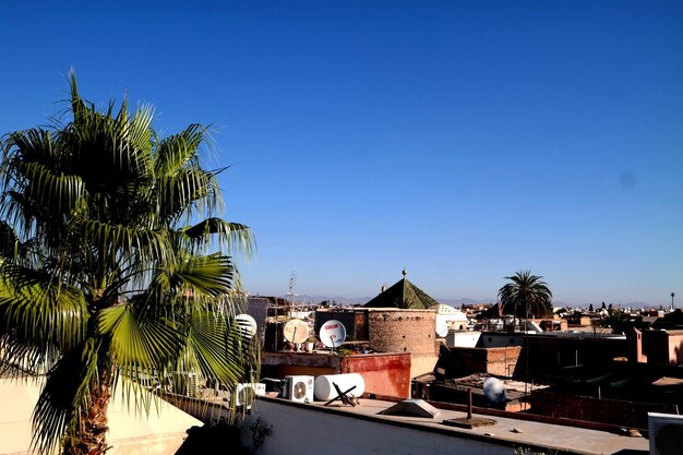 Palm trees and buildings against blue sky