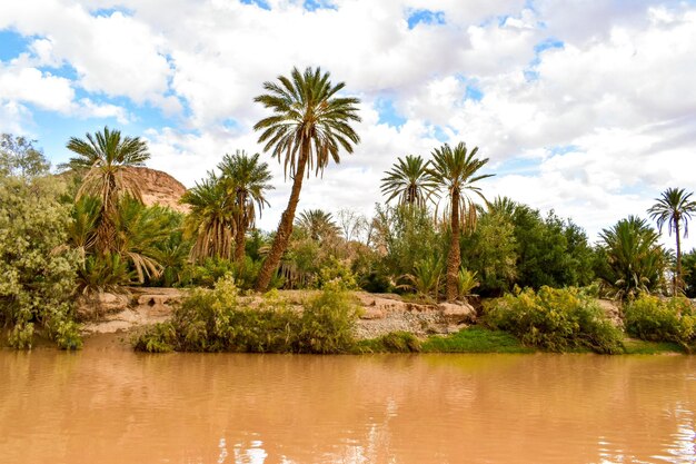 Photo palm trees by lake against sky