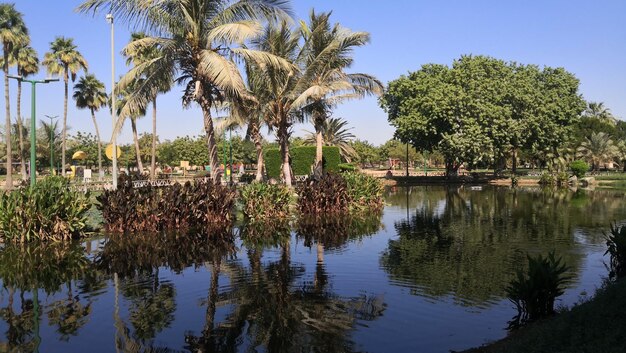 Palm trees by lake against sky