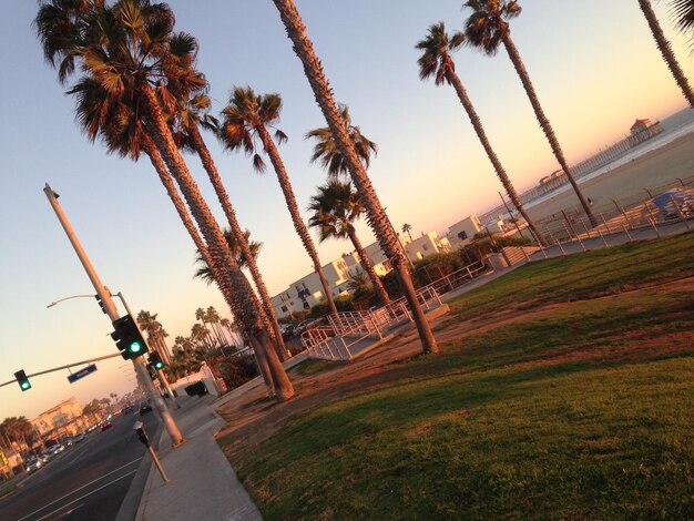 Photo palm trees by road against clear sky