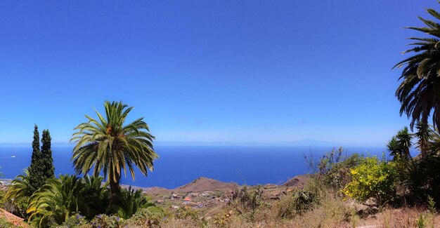 Photo palm trees by sea against clear blue sky