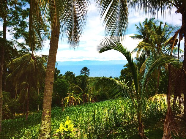 Palm trees by sea against sky