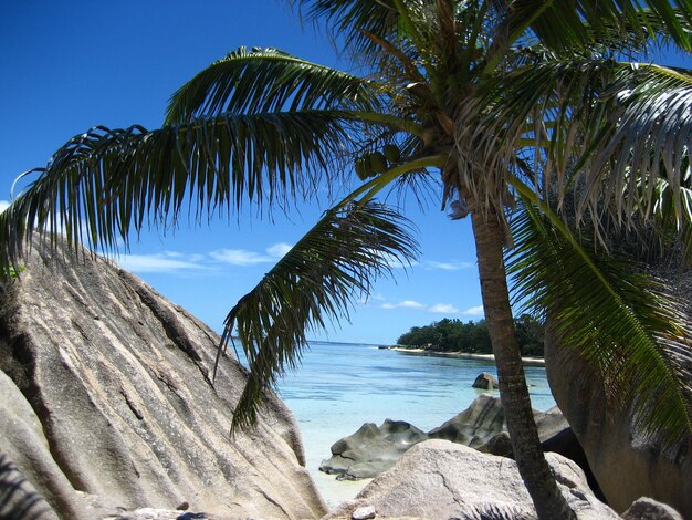 Palm trees by sea against sky