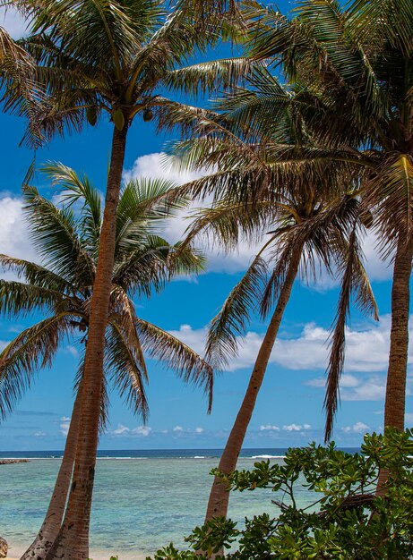 Palm trees by sea against sky