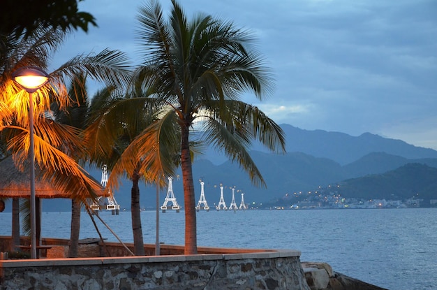 Foto palme sul mare contro il cielo