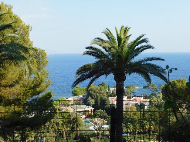 Palm trees by sea against sky