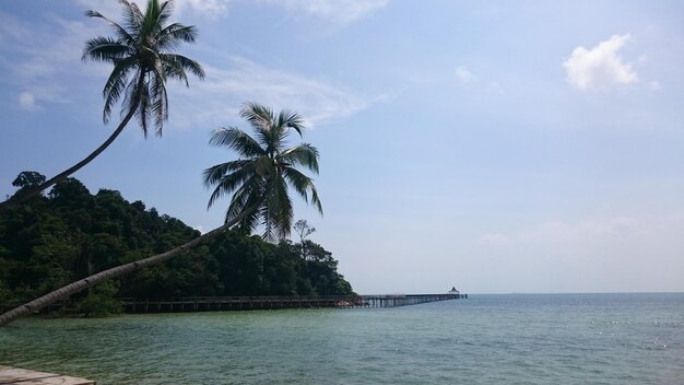 Foto palme sul mare