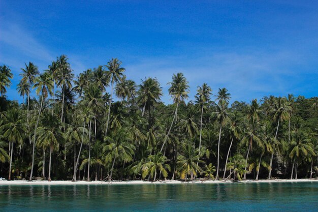 Palm trees by swimming pool against sky