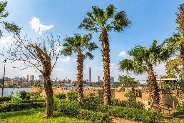 Palm trees in Cairo and view on Nile and TV tower