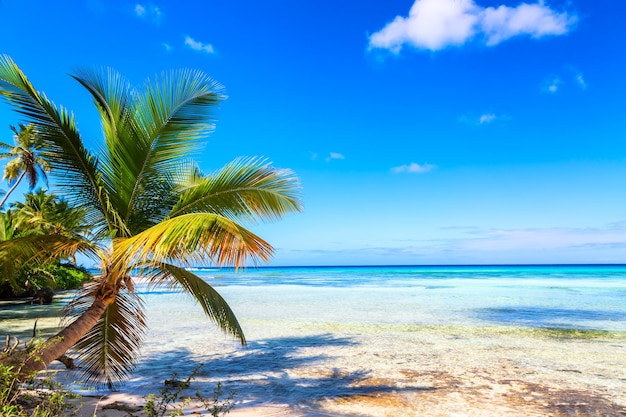 Photo palm trees on the caribbean tropical beach. saona island, dominican republic. vacation travel background.