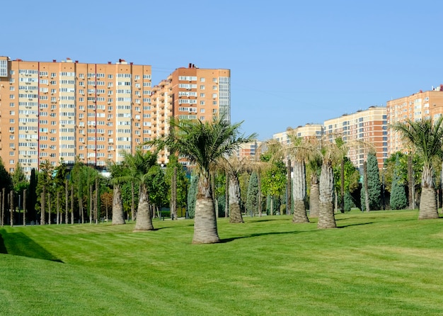 Palm trees in the city park on the bright grass and against the background of city high-rise buildings. Elephant palms. Jubaea chilensis.