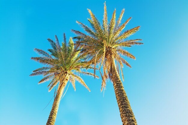 Palm trees under a clear sky Shot in Alghero Italy