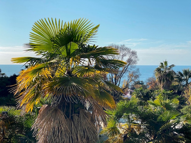 Palm trees on the coast of the Black Sea in Sochi Russia