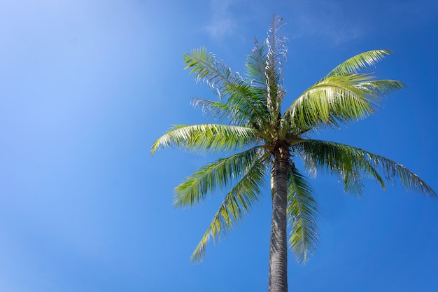 ヤシの木や青い空を背景のココナッツの木