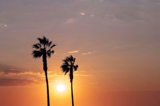 Palm trees and colorful sky with beautiful sunset