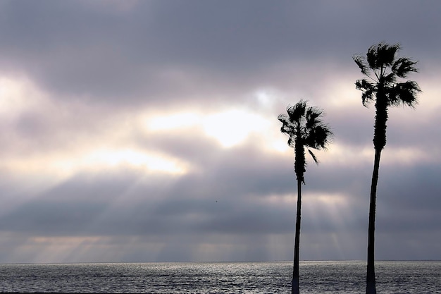 Palm trees and colorful sky with beautiful sunset