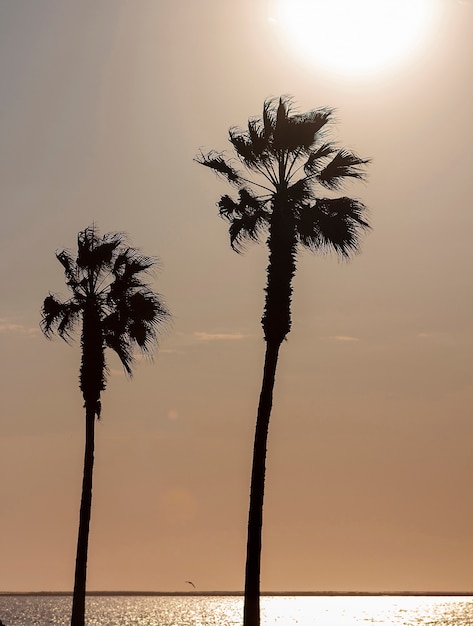 Palm trees and colorful sky with beautiful sunset