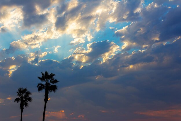 Palm trees and colorful sky with dramatic sky