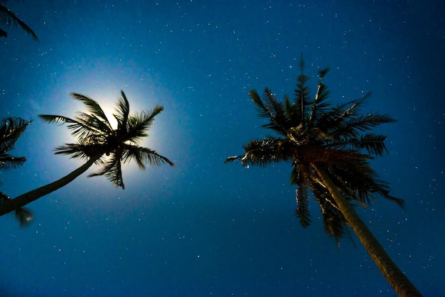 Palm trees under dark blue night