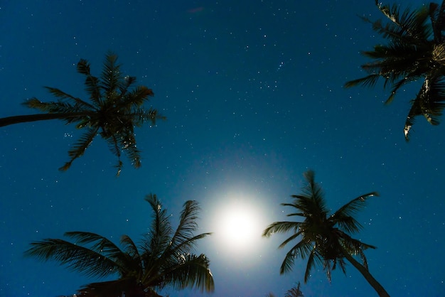 Photo palm trees under dark blue night