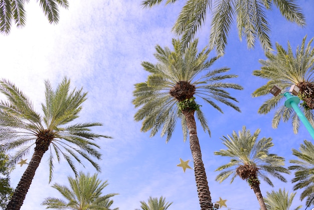 Palm trees decorated for christmas