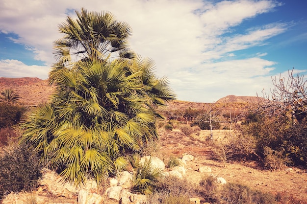 Palm trees in the desert Oasis in the desert Nature landscape Ein Gedi Israel