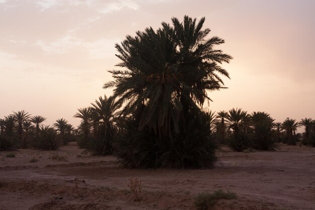 Palm trees in a desert