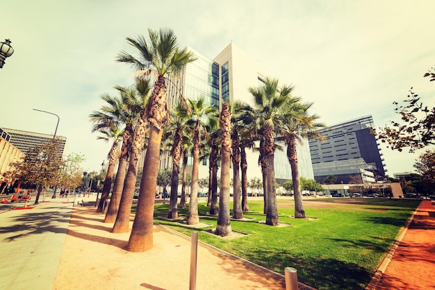 Palm trees in downtown Los Angeles California