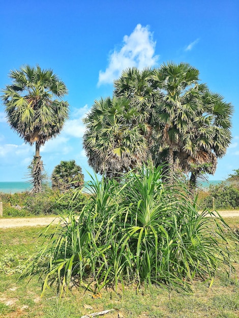 Photo palm trees on field against blue sky