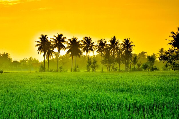 Palm trees on field against sky during sunset