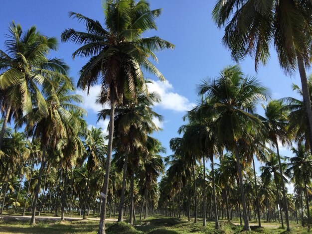 Palm trees on field against sky