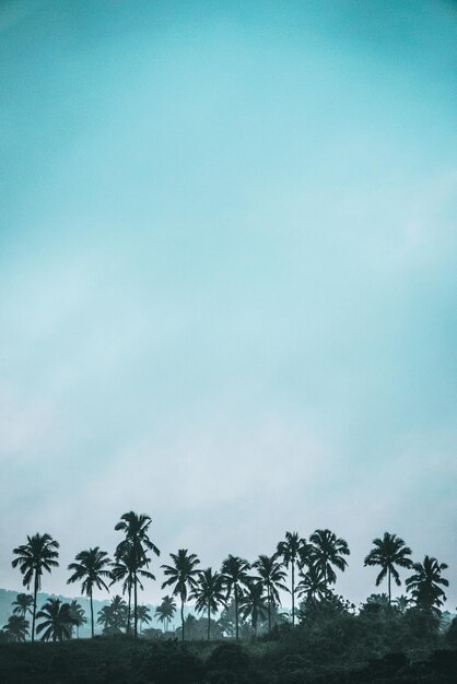 Palm trees on field against sky