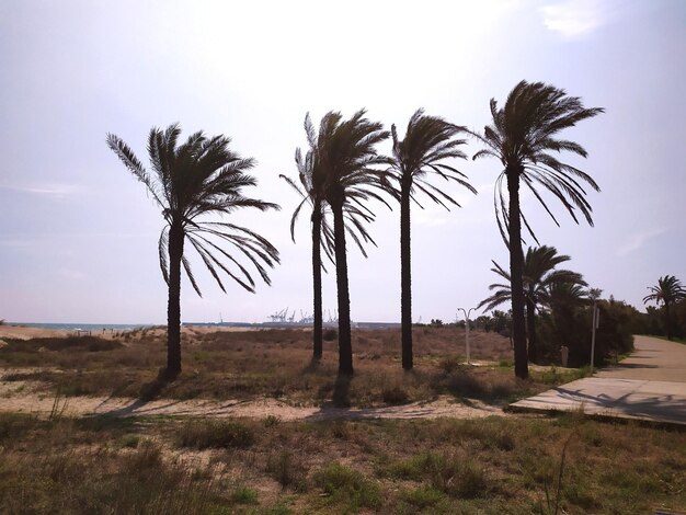 Photo palm trees on field against sky