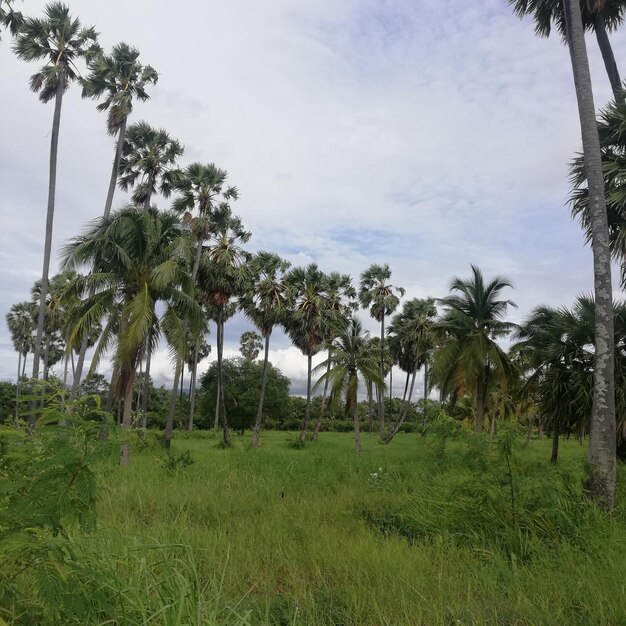 Palm trees on field against sky