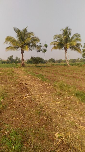 Palm trees on field against sky