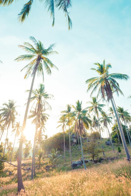 Palm trees on field against sky