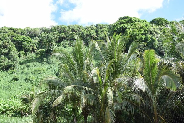 Palm trees on field against sky